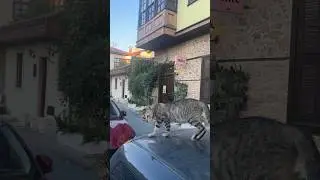Мурзик из Анталии прыгает по автомобилям