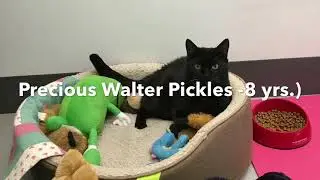 Cats That Have Captured My Heart