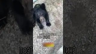 Женщина Спасла Жизнь Медвежонка 🐻❤️
