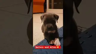Before and After💥💥💥 #shorts #youtubeshorts #trending #trendingvideo #viral #video #trendingshorts