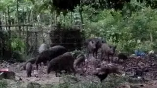 Babi Jinak Peudawa Idi Aceh