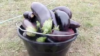 Баклажаны Честный отзыв о сорте