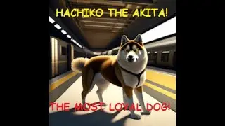 INCREDIBLE LOYALTY! The story of Hachiko!
