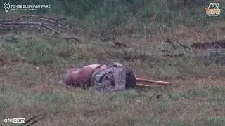 Python Impales Itself On Impala Horns!