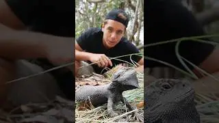 La Pogona barbata 🐉