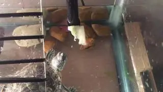 Red Ear Slider Dining On Salad