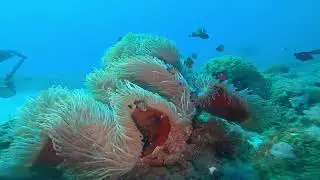 Ti corail 23 04 2024 @oceandivermu