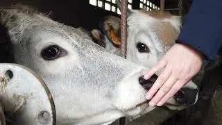 La razza Garfagnina: buone pratiche