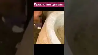 #animal #animals #nature #shortsvideo #wildlife #шортс #шортс2023