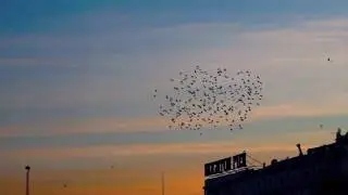 Strictly Starlings 2 - the semi-final