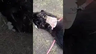 красотка# кошка#