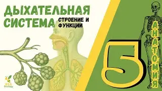 Дыхательная система человека • бронхи • альвеолы • ацинус