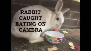 Cute Rabbit Eating (1k special)