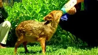 World's Tiniest Deer - The Pudu