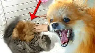 КОТ ПРОТИВ СОБАКИ. Кошка защищает своих котят. Что то пошло не так