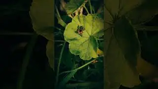 Injured bee