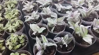 🌱небольшой обзор моей череночной комнаты 🌱