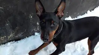 Зимние побегушки щенок цвергпинчер
