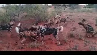 Wild dog attack
