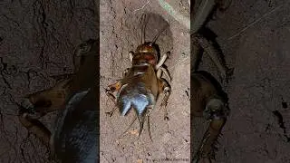 Crickets chirping - calling for a mat🦗 🥰 | Tropical Forest Bees