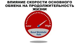 ВЛИЯНИЕ СКОРОСТИ ОСНОВНОГО ОБМЕНА НА ПРОДОЛЖИТЕЛЬНОСТЬ ЖИЗНИ