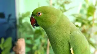 Parrot Voice | Natural Parrot Sounds | Parrot Calling Sounds ||