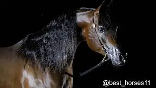 Mansour Al Jalawiyah