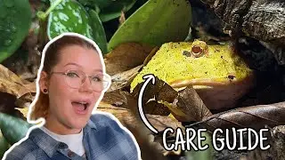 All About PACMAN FROGS | Pacman Frog Care Guide 2025