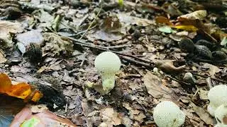 walk in the woods part 2 