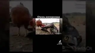 Орёл в курятнике