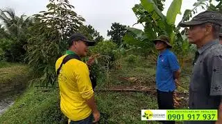 CÁCH CHĂM SÓC SẦU RIÊNG VÀO MÙA MƯA SAO CHO HỢP LÝ