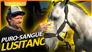 PURO SANGUE LUSITANO, UM CAVALO QUE NASCEU PARA SER MONTADO! | RICHARD RASMUSSEN