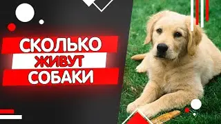 Сколько живут собаки, продолжительность жизни собак