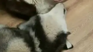 Утренние хасячьи нежности..