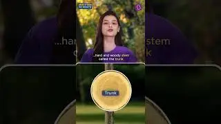 Is a banana a herb? | BYJU'S Mistaken Science #shorts