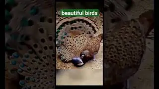 beautiful birds and sounds #youtubeshorts  #nature @educationalmovement6259