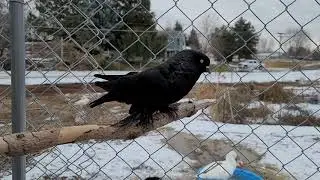 1687 2019 cockbird