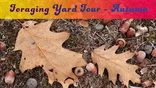 Foraging Tour of my New England Yard [Autumn]