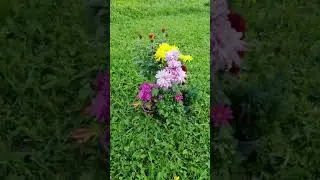 Хризатема. Осенний цветок.
