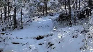 Борус.Цирк.