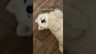 Every pups asked #viral #youtube #yt #shortsvideo #dogs #video #ytshorts #samoyed #puppyvideos #fyp
