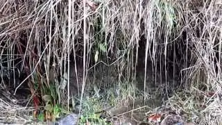 Dripping water