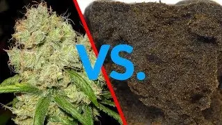 Entendiendo las drogas: Diferencias entre marihuana y hachís