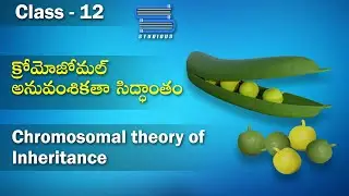 క్రోమోజోమల్ అనువంశికతా సిద్ధాంతం – Chromosomal theory of inheritance | Biology | Class 12 Botany