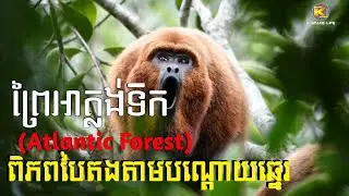 ព្រៃអាត្លង់ទិក (Atlantic Forest) | ពិភពបៃតងតាមបណ្តោយឆ្នេរ