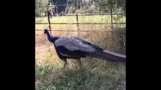 Peacock||Peacock in forest||#shorts #peacock #forest