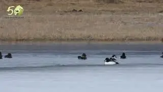 Весенний прилёт птиц