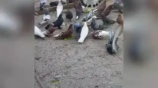 Красивые голуби (17.05.2020 , Херсонская область)