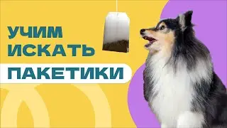 HOW TO TEACH A DOG TO LOOK FOR THINGS, object search