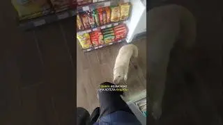 Безумная собака на заправке. #дальнобойщики #automobile #shotrs #юмор #топ